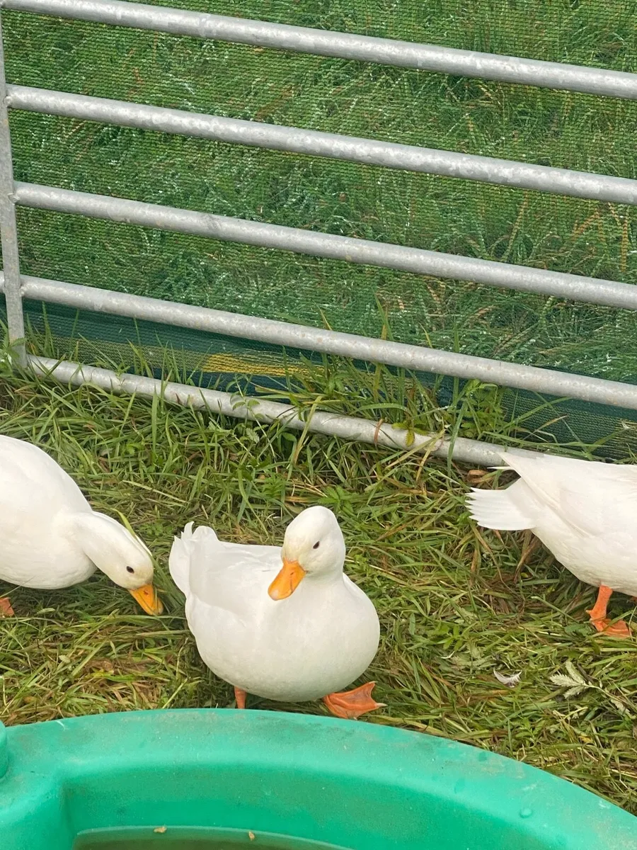 Call ducks - Image 1