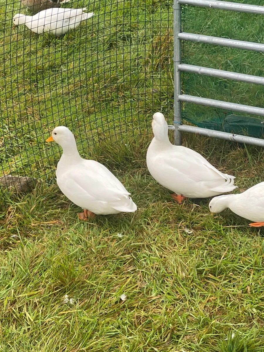 Call ducks - Image 3