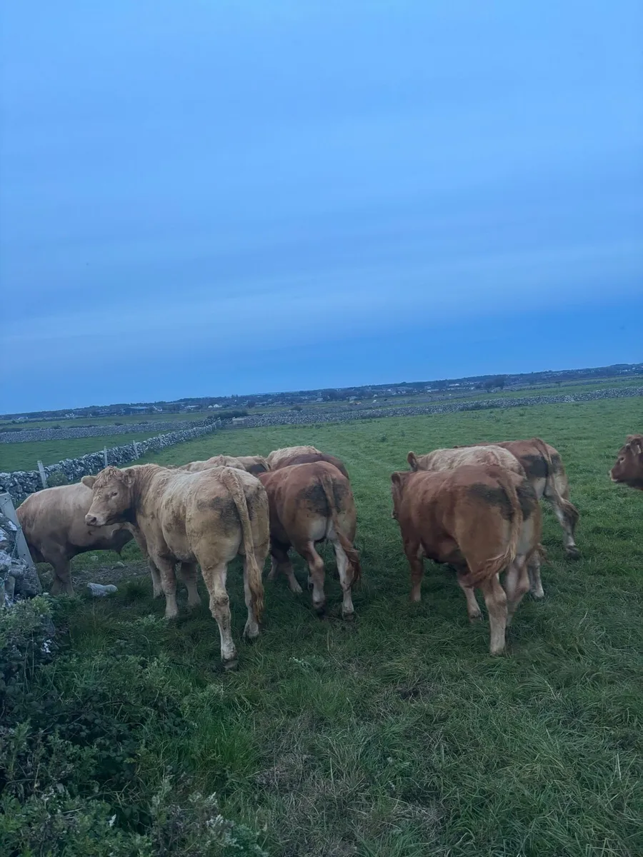 Headford Mart Sat 27th Sep - Image 1