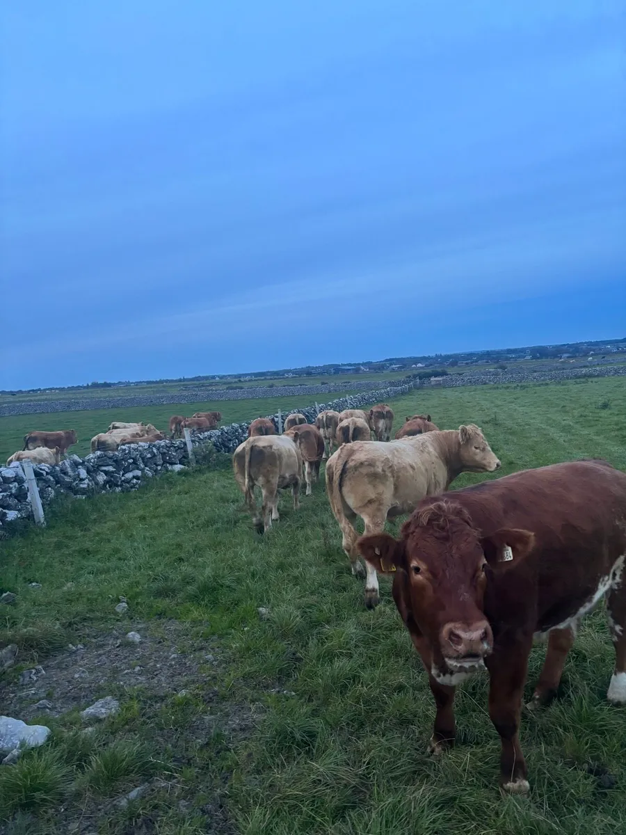 Headford Mart Sat 27th Sep - Image 2