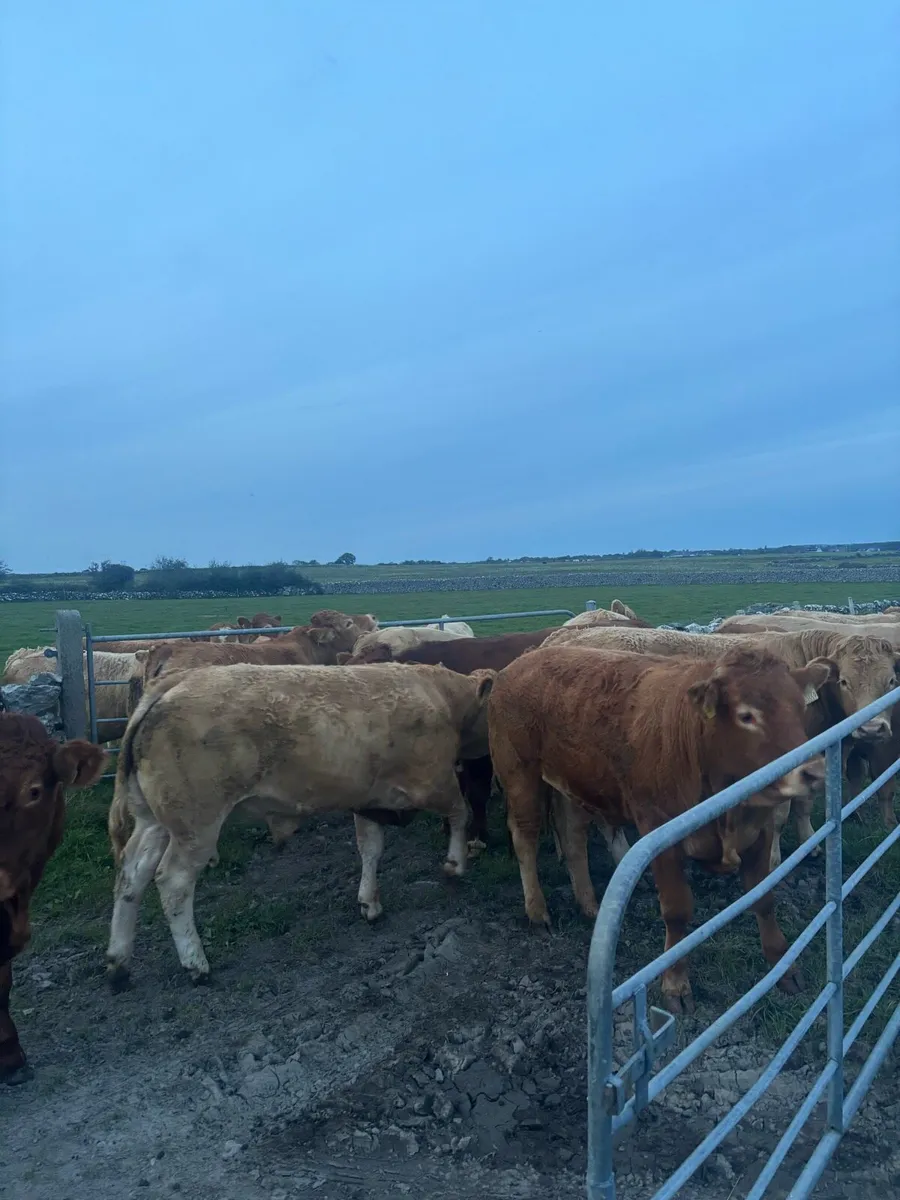 Headford Mart Sat 27th Sep - Image 3