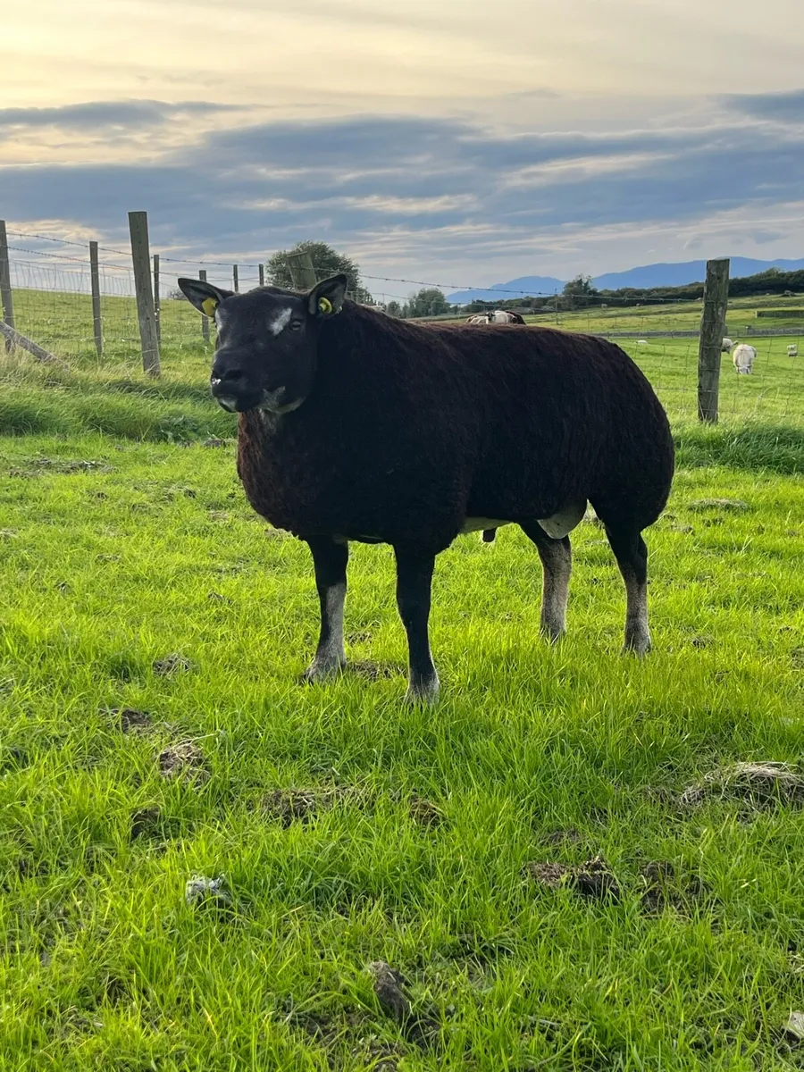 Pedigree rams - Image 1