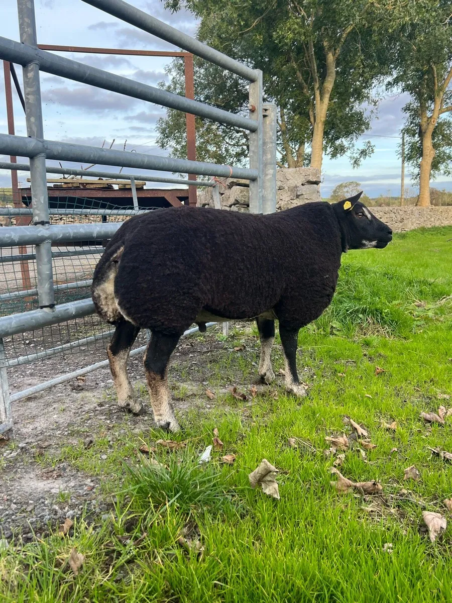 Pedigree rams - Image 2