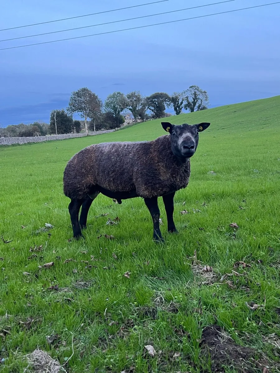Pedigree rams - Image 3