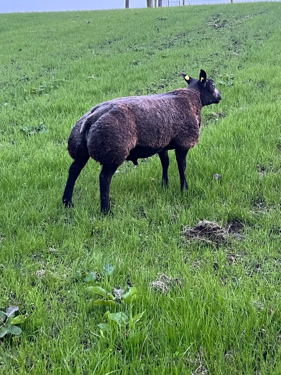 Pedigree rams - Image 4