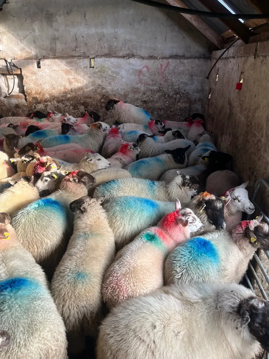 Ewe lambs - Image 1
