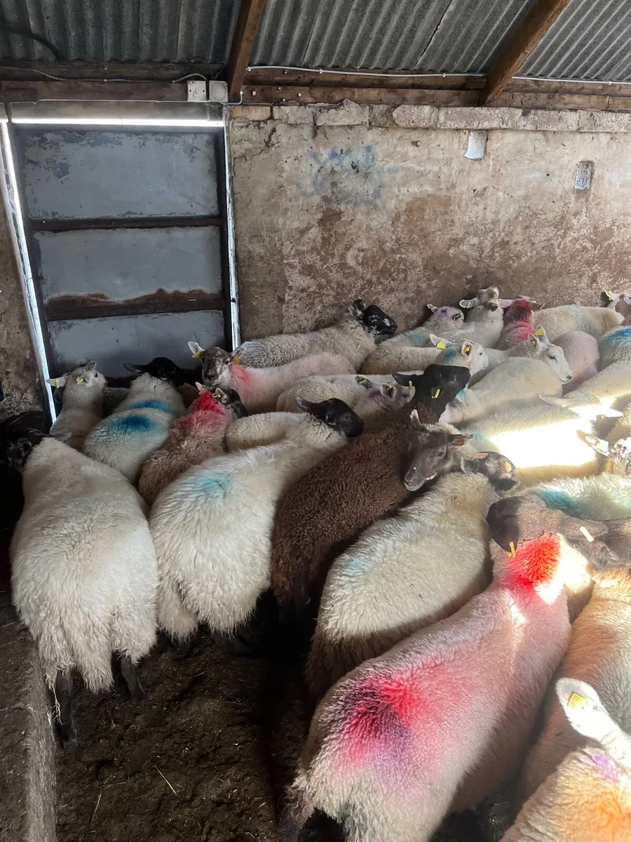 Ewe lambs - Image 2