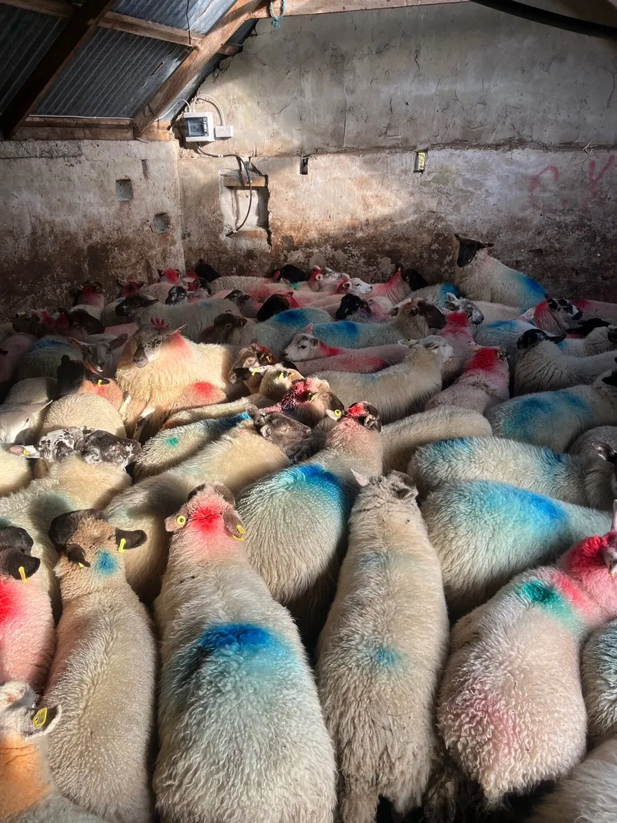 Ewe lambs - Image 3