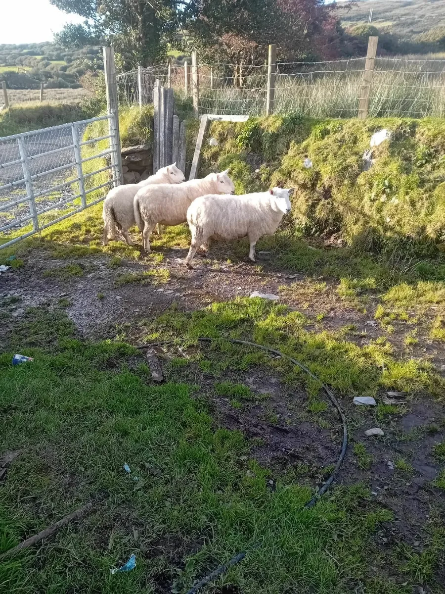 Rams