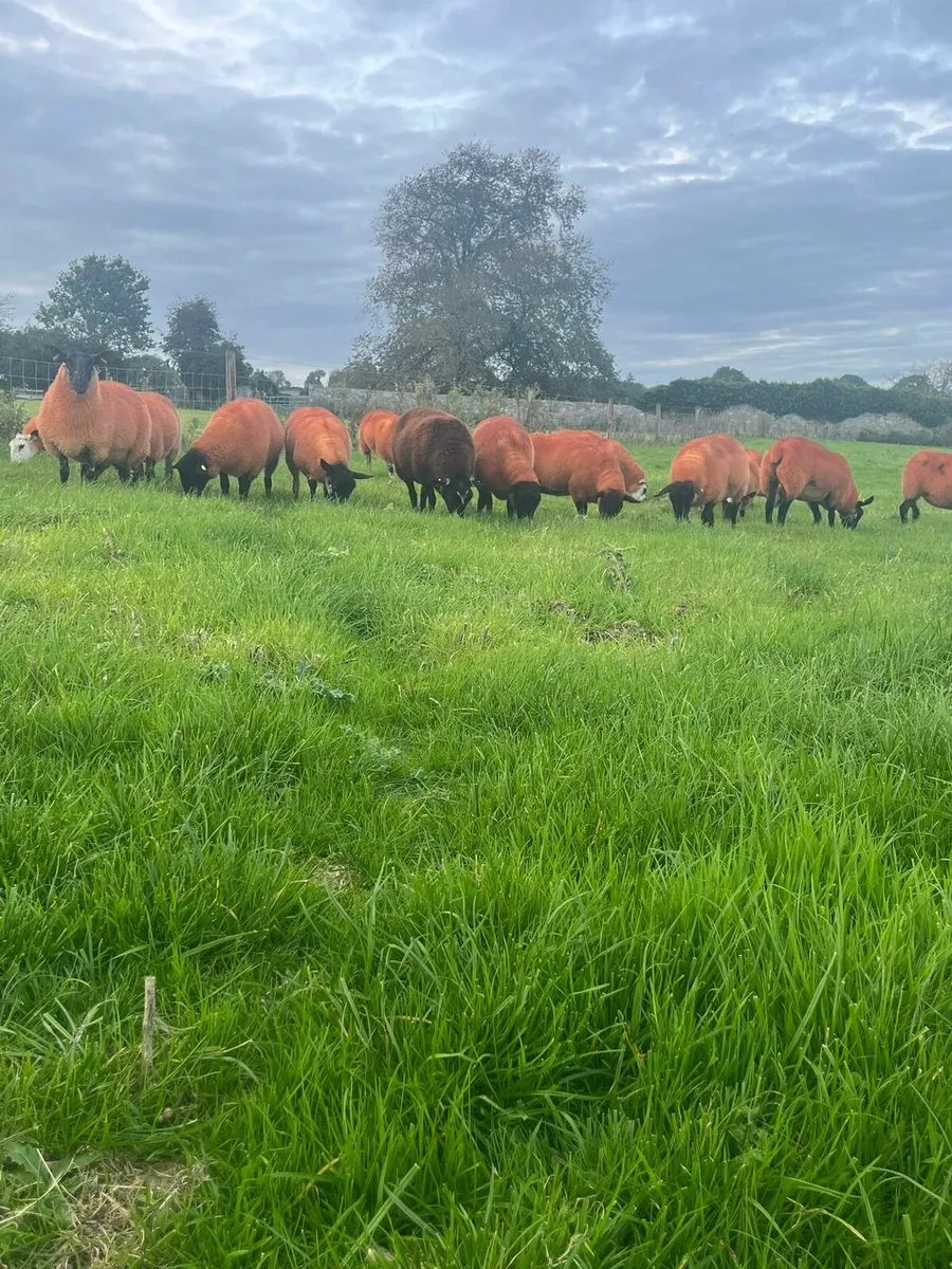 Ewe Hoggets - Image 1