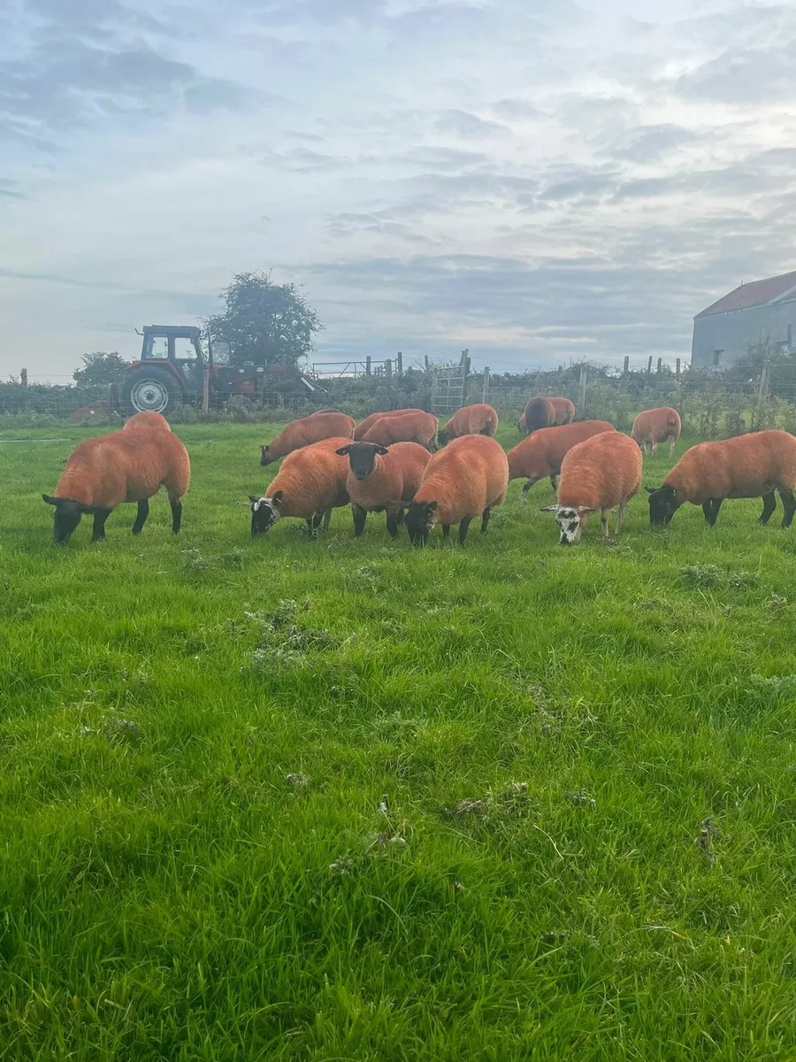Ewe Hoggets - Image 2