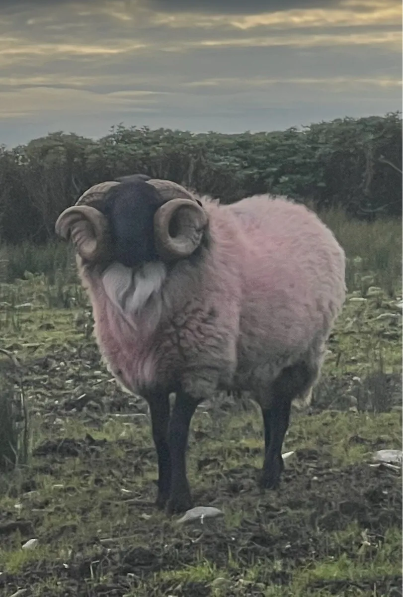 Sis approved hogget rams - Image 1