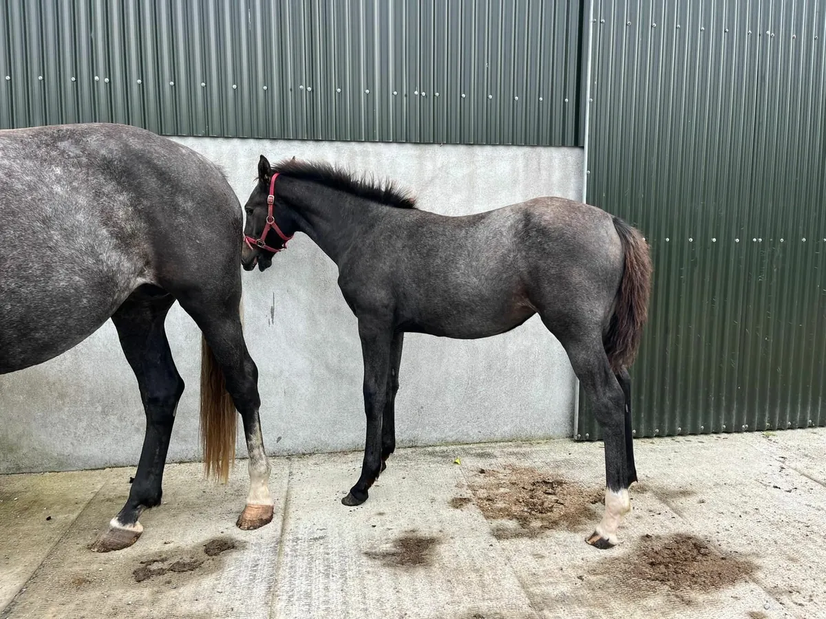 Phenomenon Bleu VDM filly - Image 2
