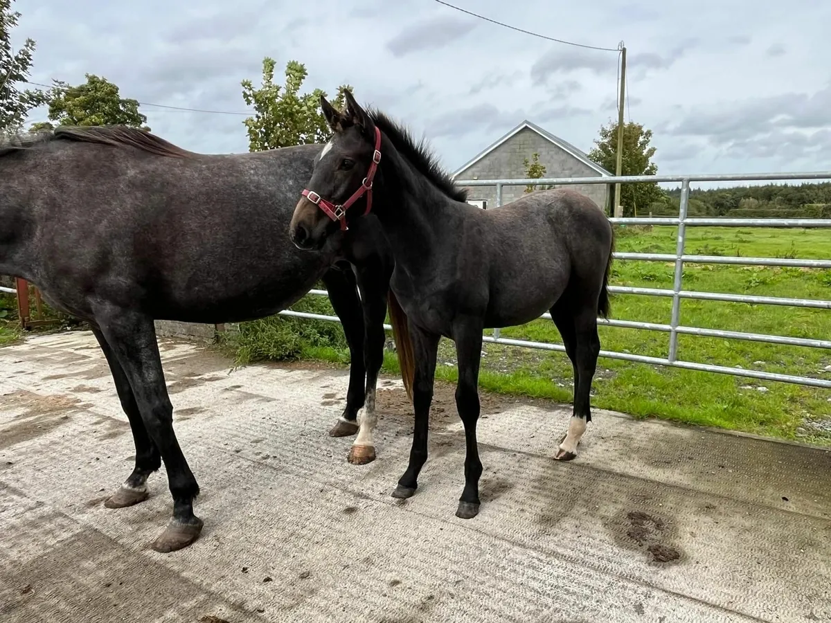 Phenomenon Bleu VDM filly - Image 3