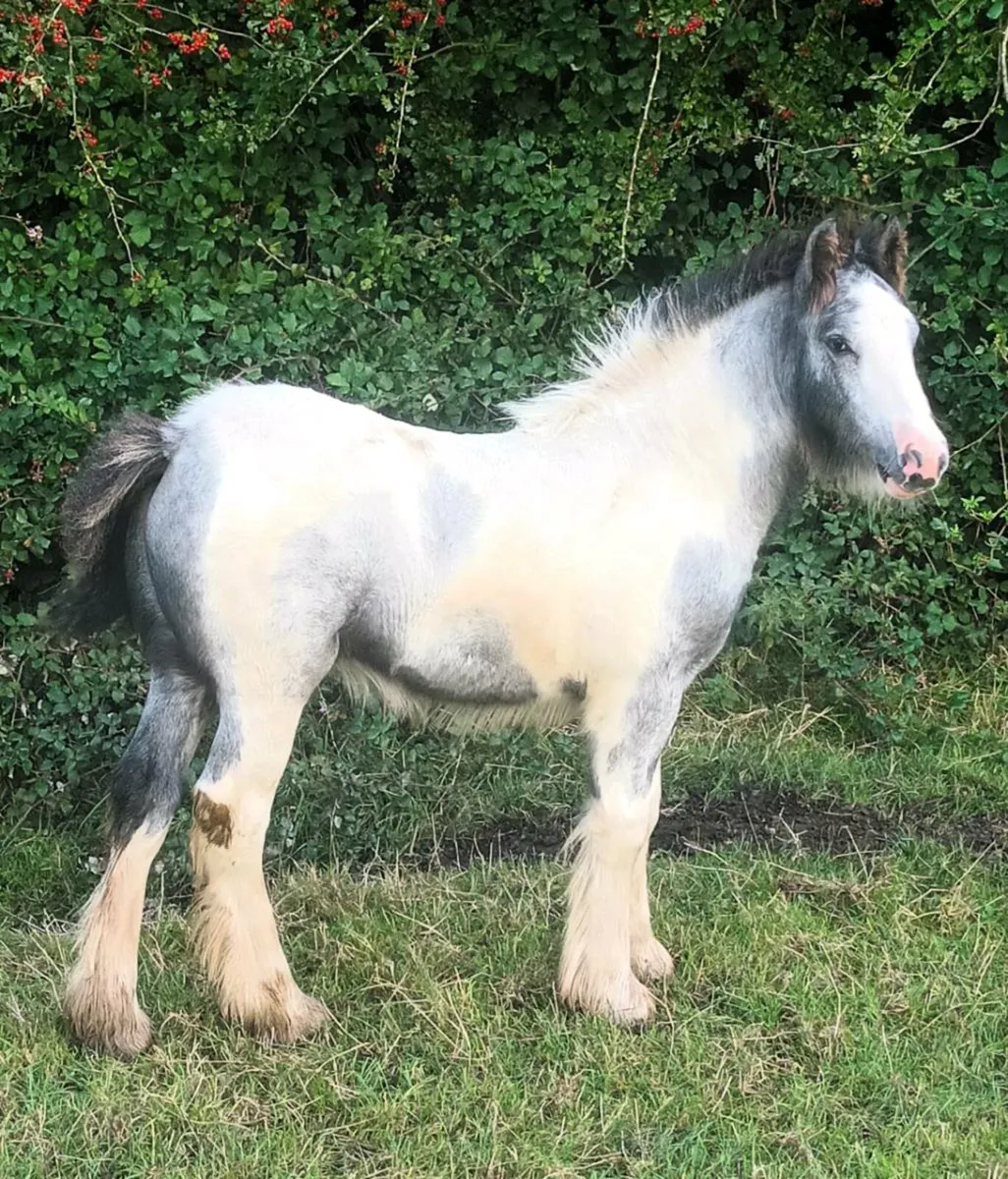 Classy colt foal - Image 1