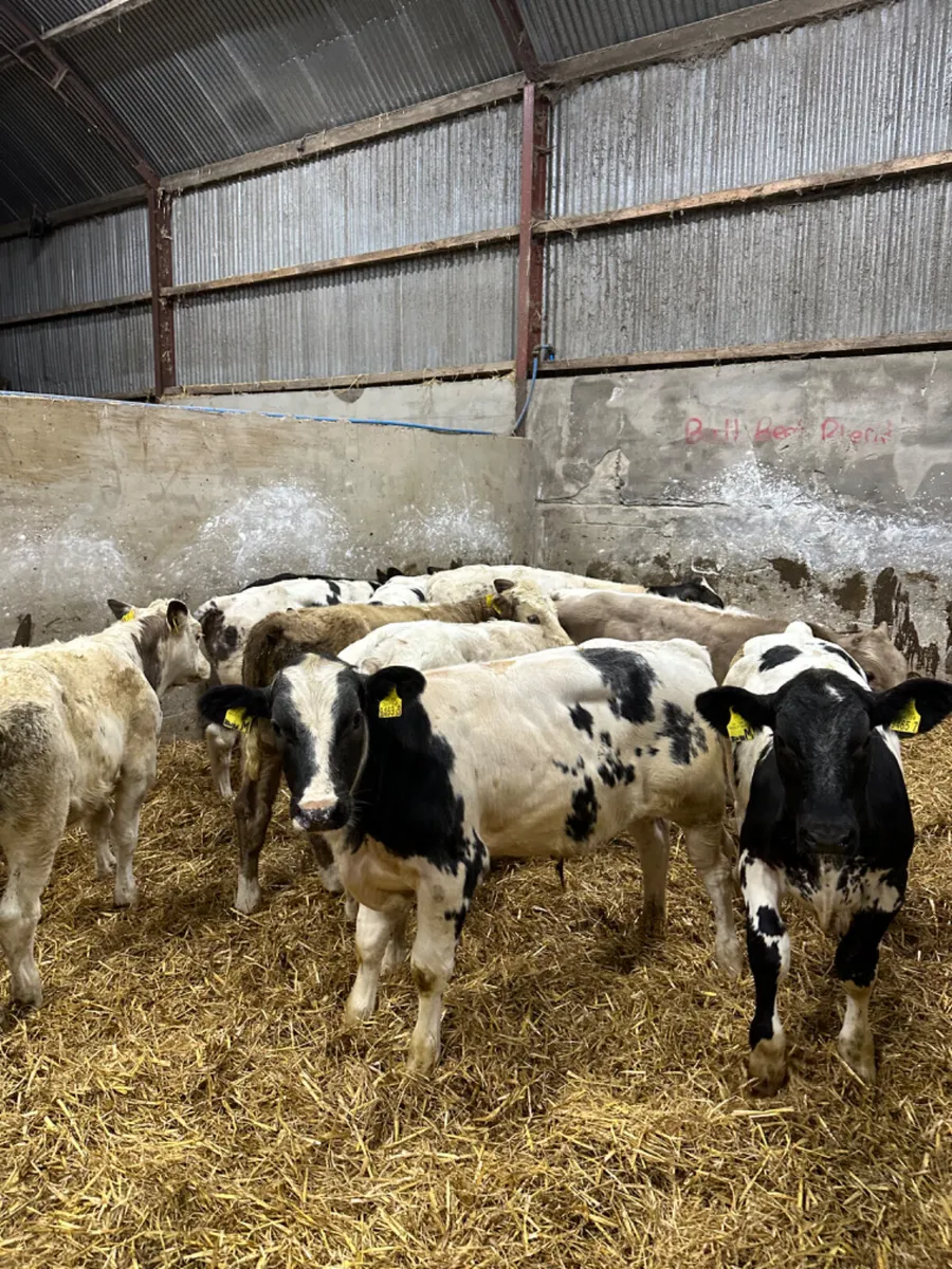 Charolais and blue bulls - Image 1