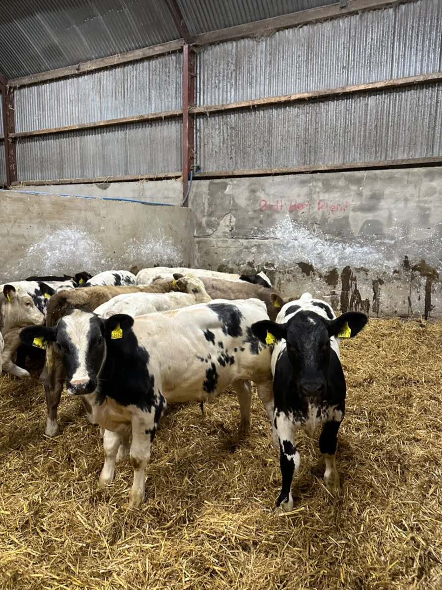 Charolais and blue bulls - Image 2