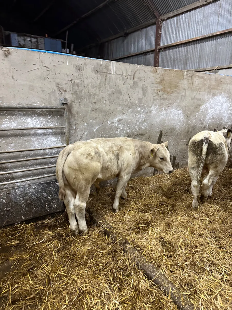 Charolais and blue bulls - Image 3