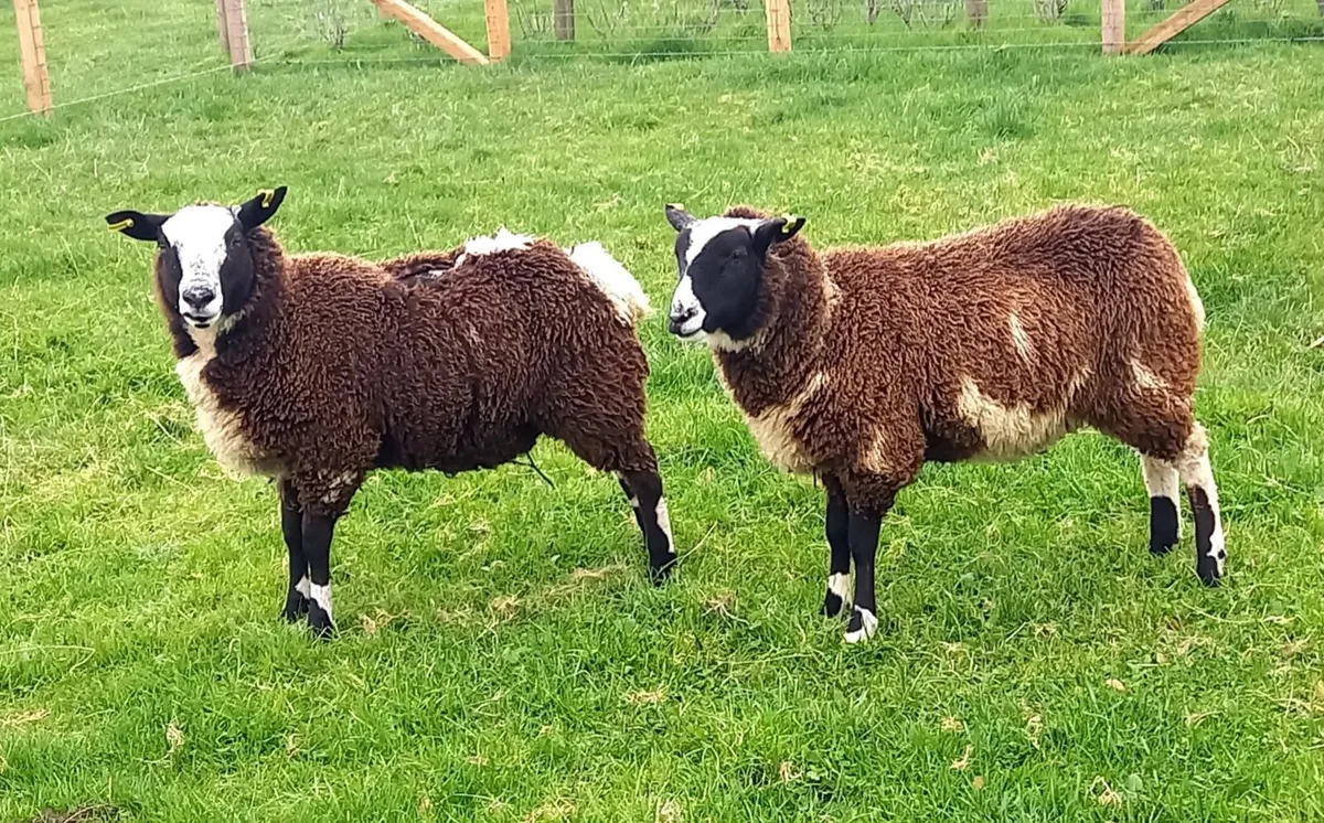 EWE    LAMBS - Image 1