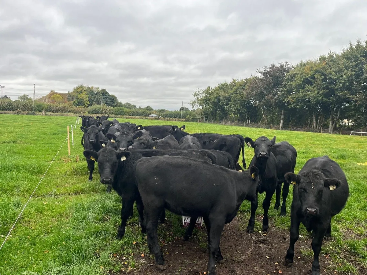 AA Heifers - Image 1