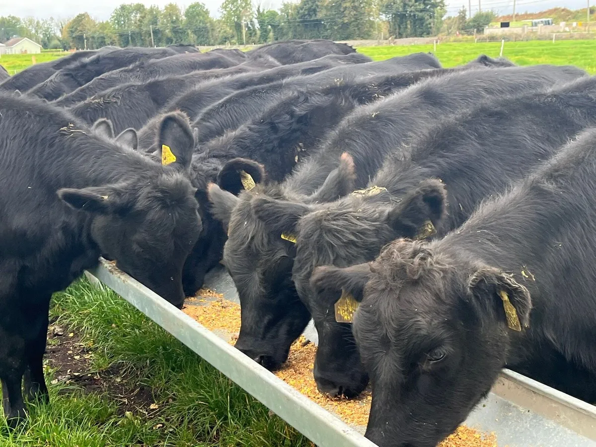 AA Heifers - Image 2