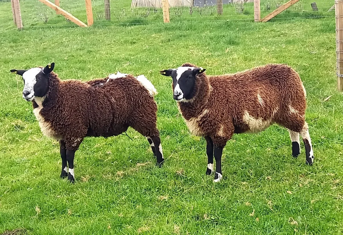 EWE    LAMBS - Image 2