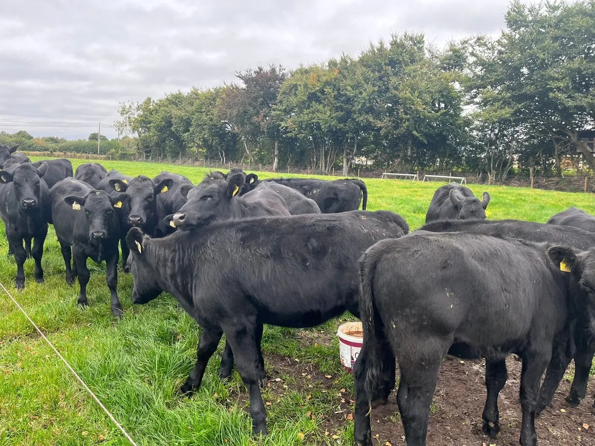 AA Heifers - Image 3