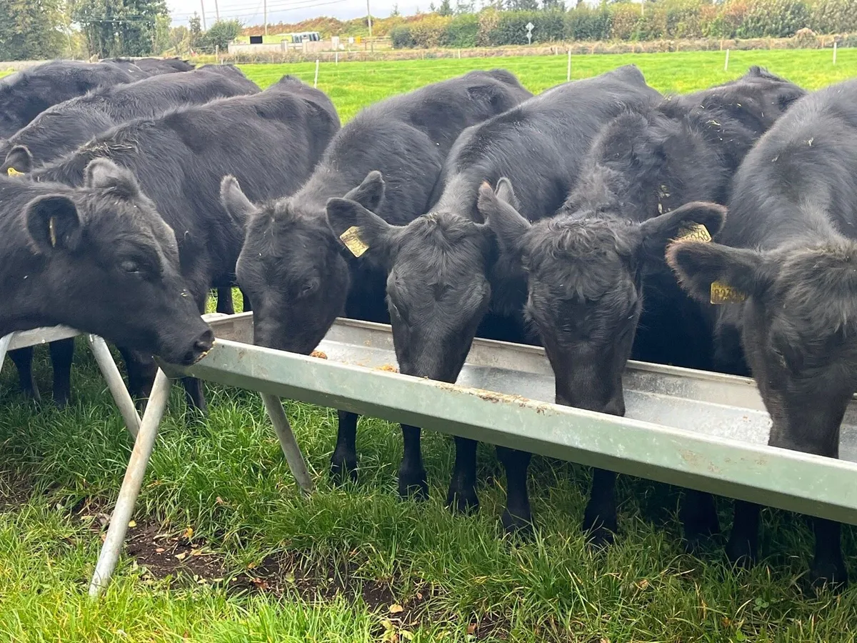 AA Heifers - Image 4