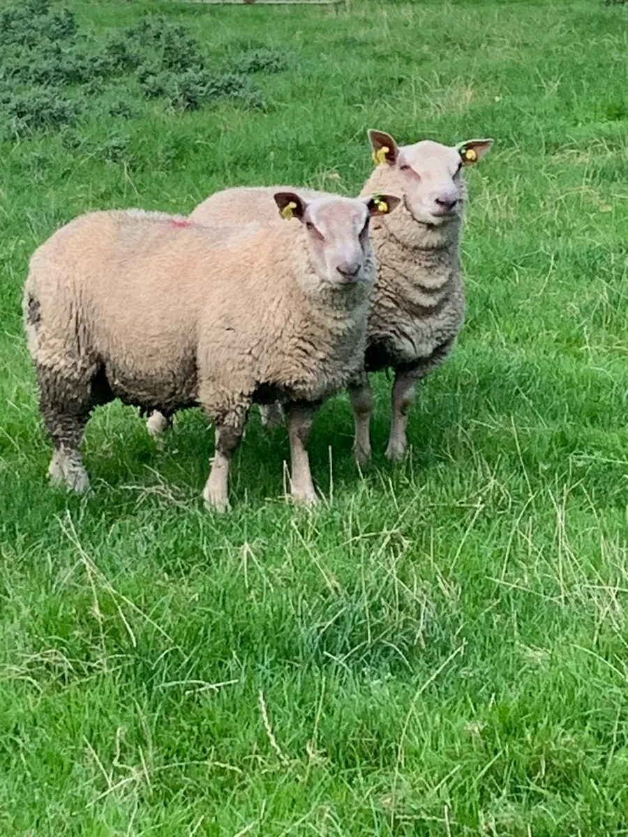 Pedigree Charolais rams - Image 2