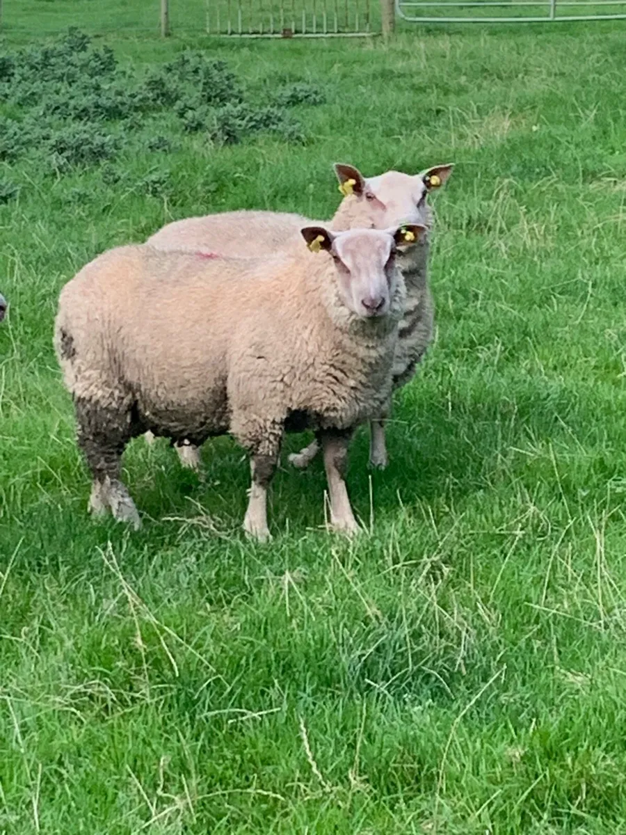 Pedigree Charolais rams - Image 3
