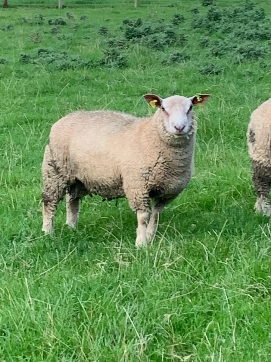 Pedigree Charolais rams - Image 4