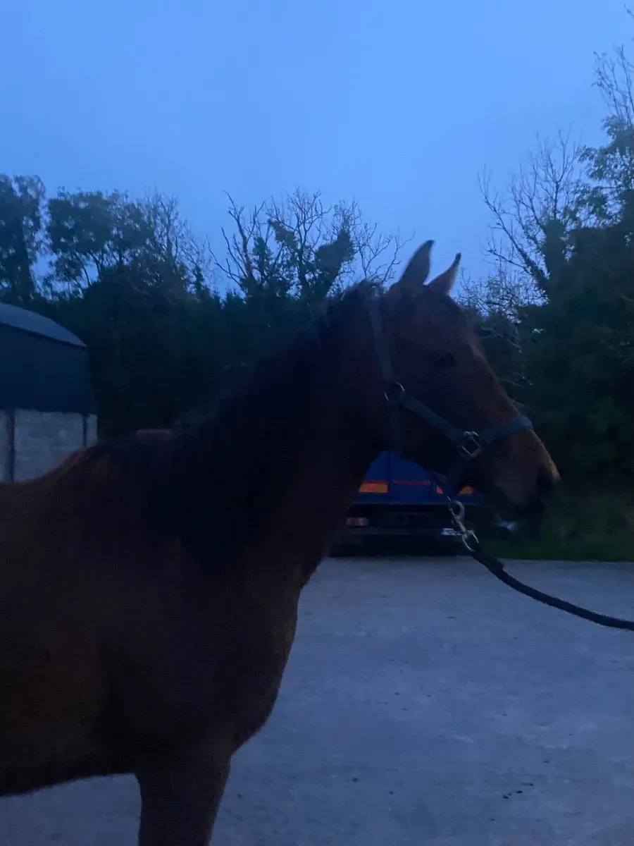 Filly - Image 2