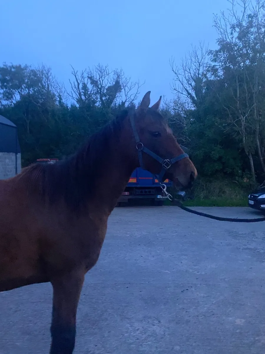 Filly - Image 3