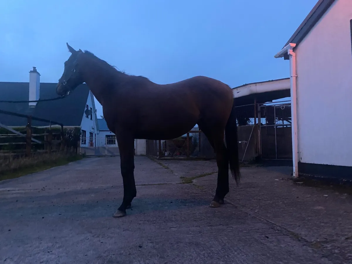 Filly - Image 4
