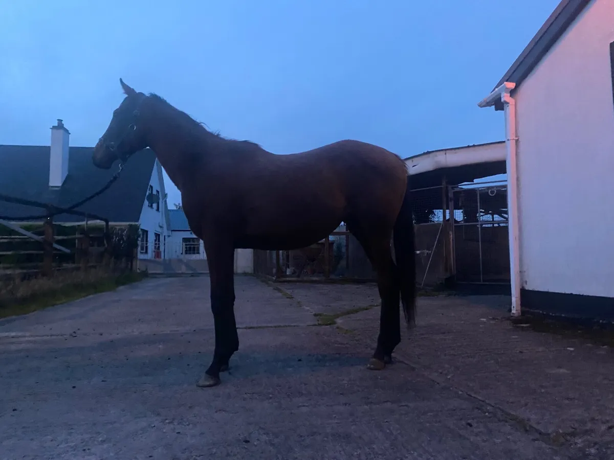 Filly - Image 1