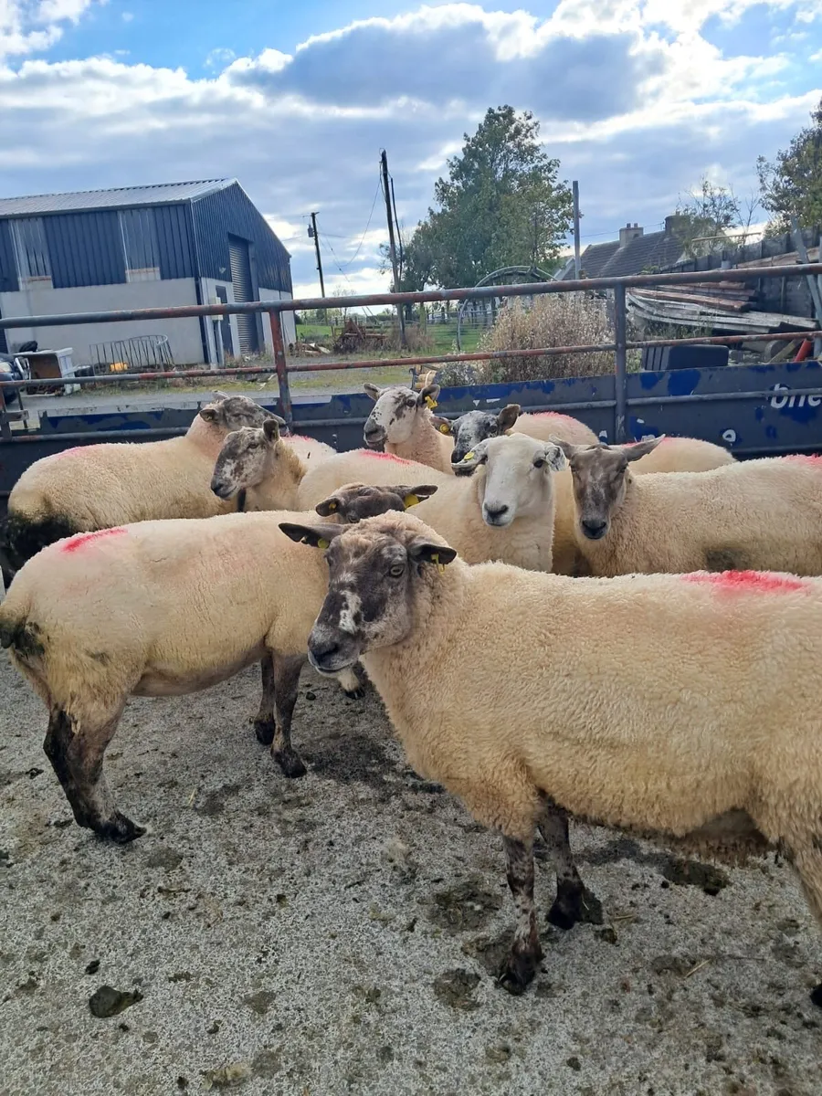 Reduction sale in Dowra - Ewes - Image 1