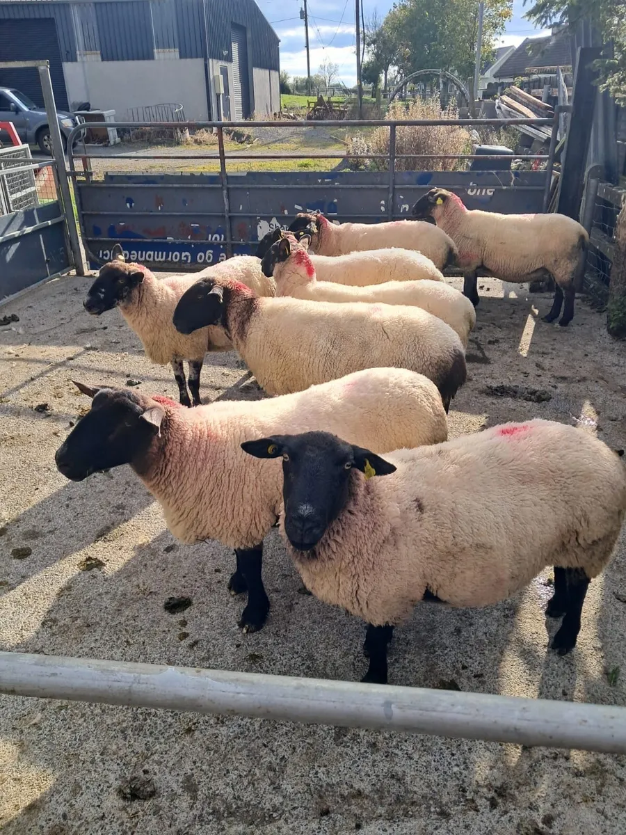 Reduction sale in Dowra - Ewes - Image 2