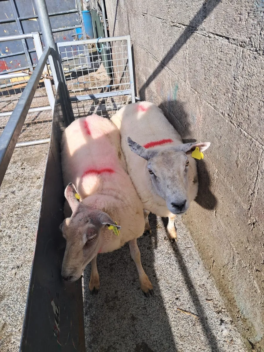Reduction sale in Dowra - Ewes - Image 3