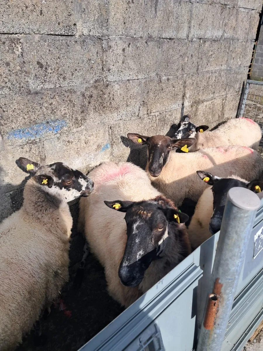 Reduction sale in Dowra - Ewes - Image 4