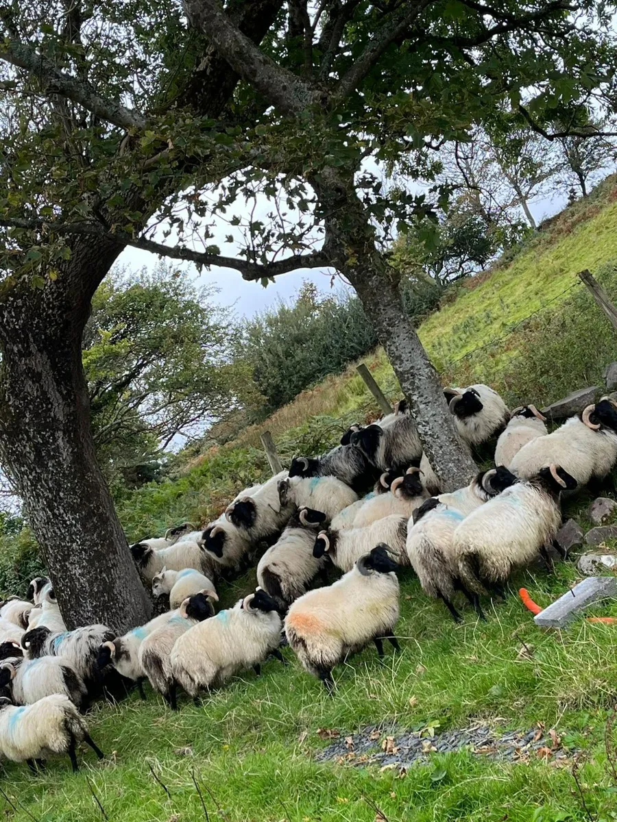 2nd year conversion mountain ram's lambs - Image 1