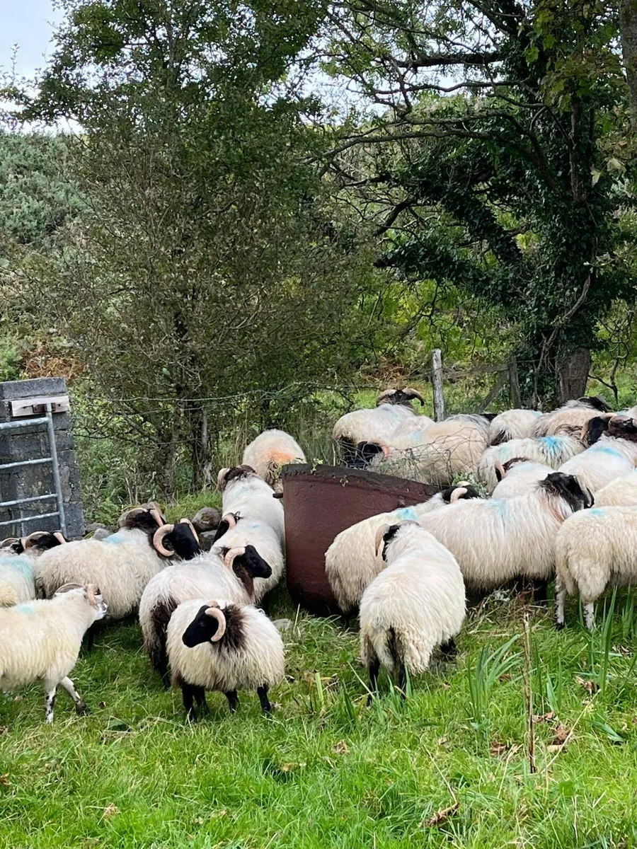 2nd year conversion mountain ram's lambs - Image 2