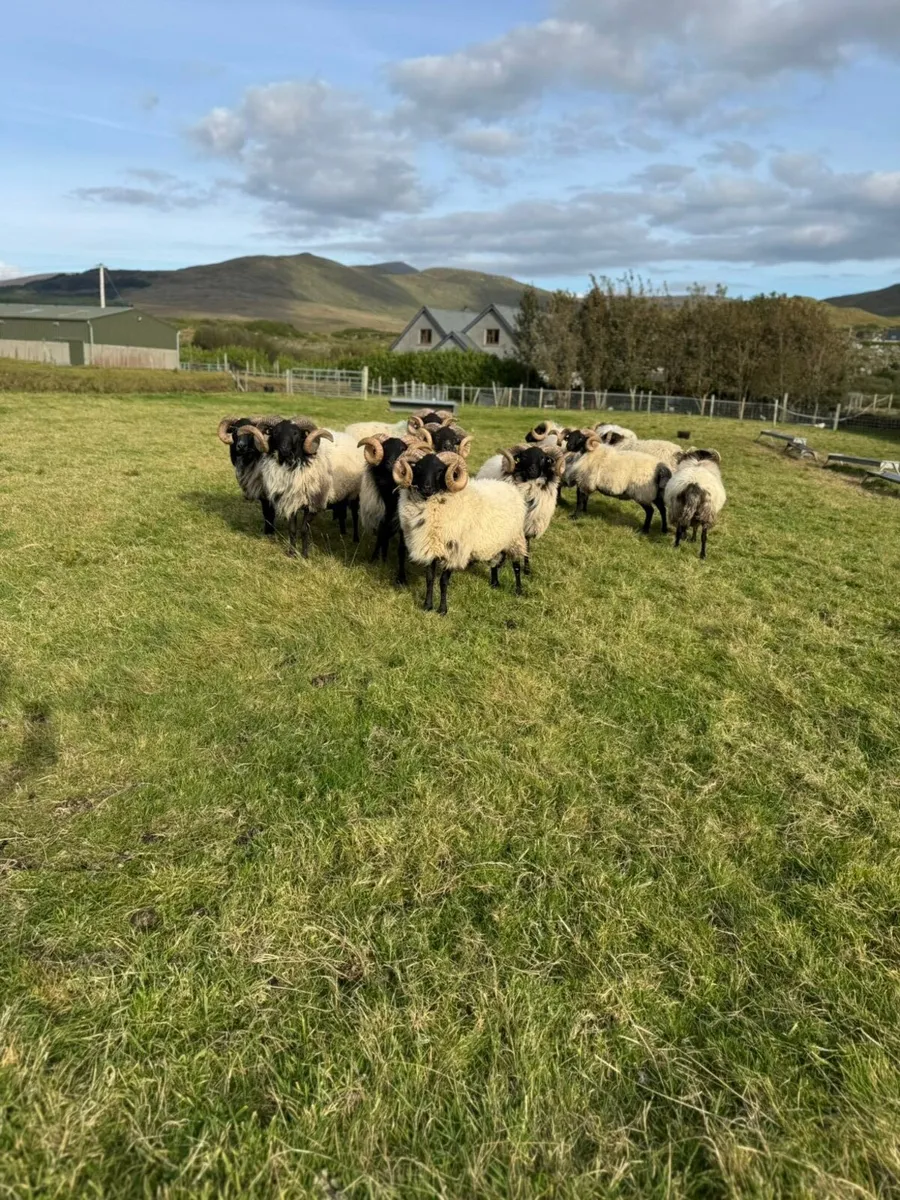 2nd year conversion mountain ram hoggets, all sis. - Image 1