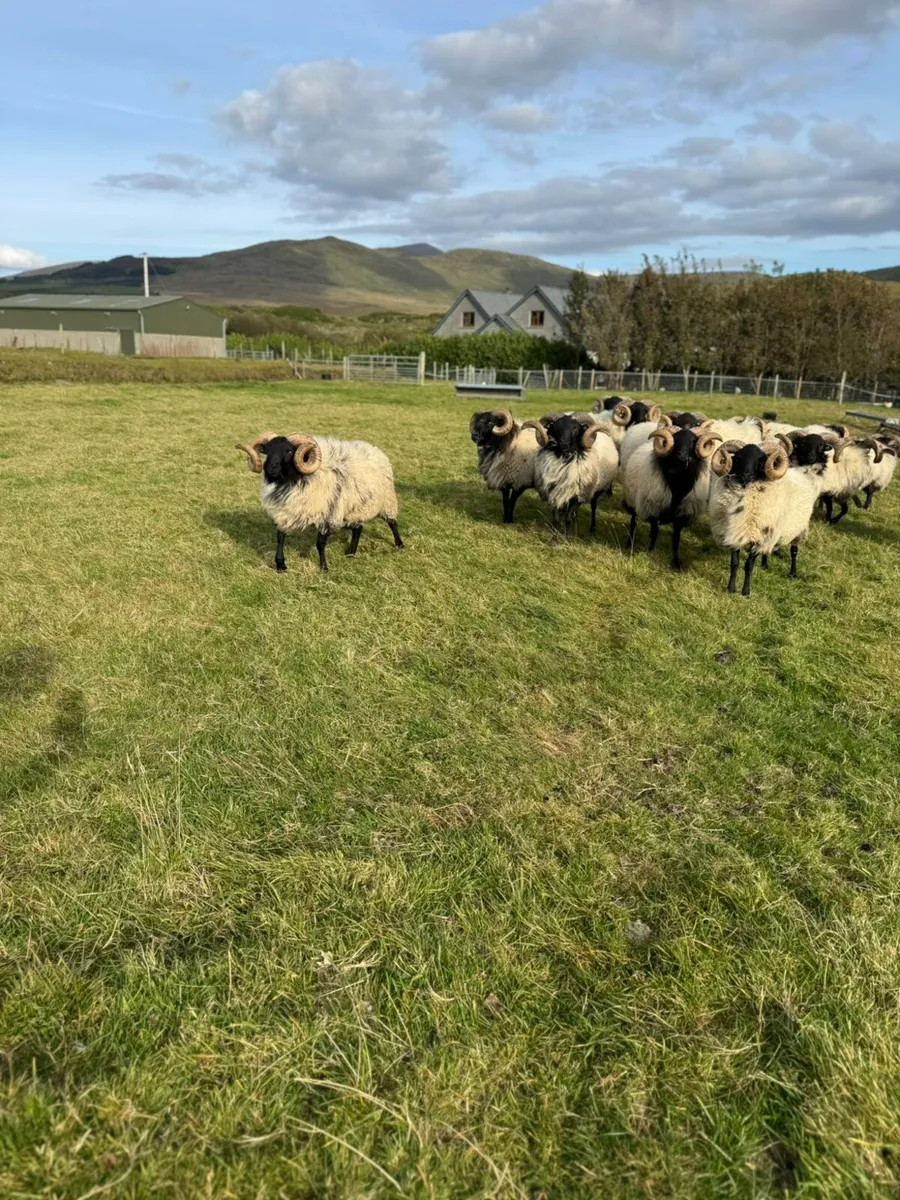 2nd year conversion mountain ram hoggets, all sis. - Image 2