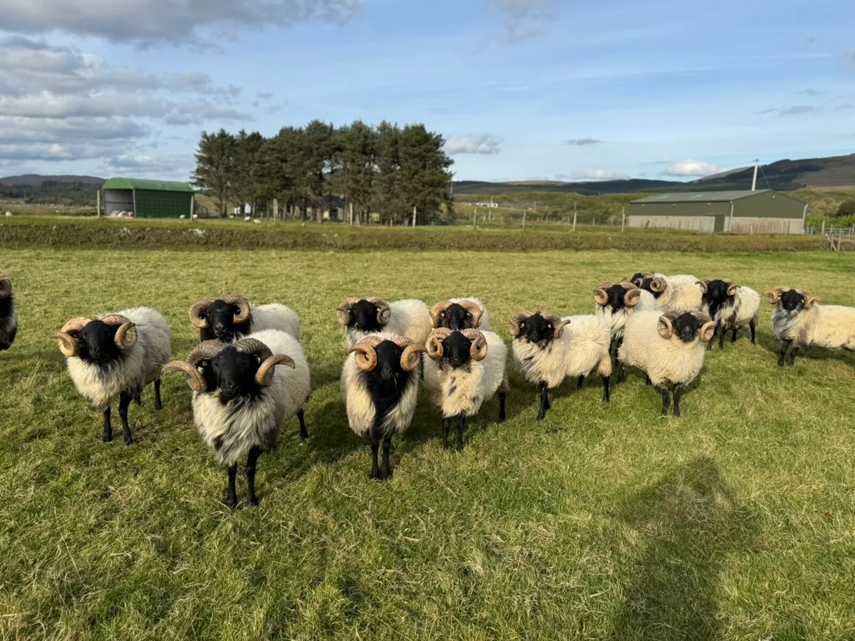 2nd year conversion mountain ram hoggets, all sis. - Image 3
