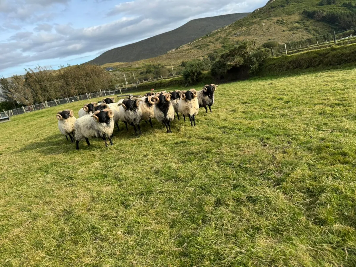 2nd year conversion mountain ram hoggets, all sis. - Image 4