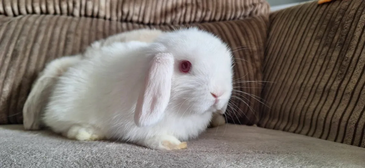 3 Lop Rabbits - Image 1
