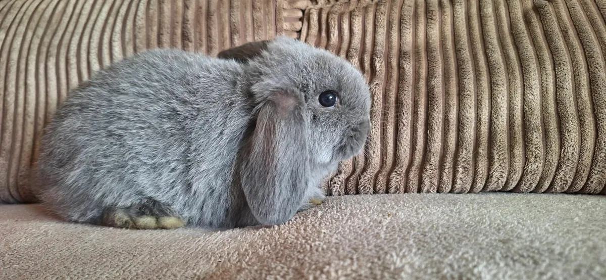 3 Lop Rabbits - Image 2