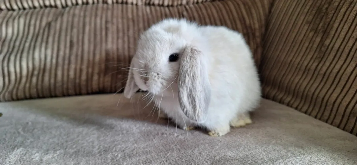 3 Lop Rabbits - Image 3
