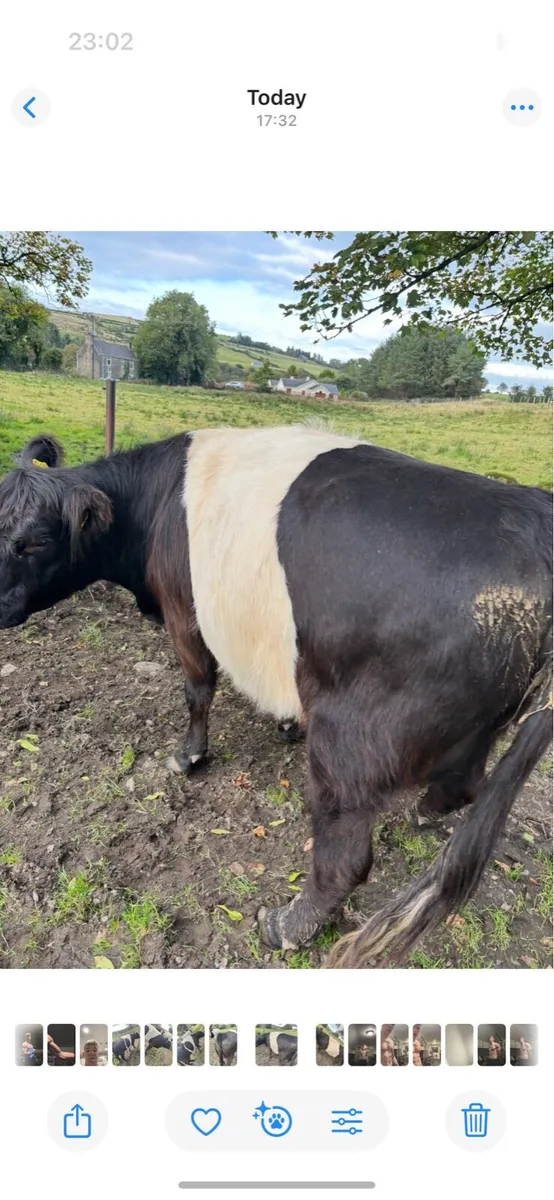 Belted Galloway - Image 1