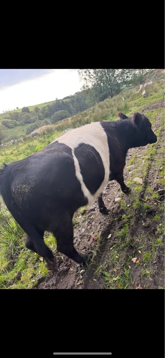 Belted Galloway - Image 3